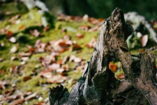 a photograph of a tree stump