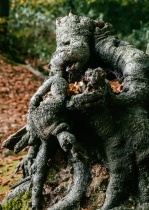 a photograph of a tree stump